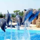 عرض الدلافين وتجربة السباحة الاختيارية في شرم الشيخ