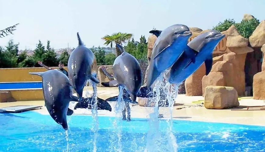 Dolphin Show & Optional Swimming Experience in Sharm El Sheikh