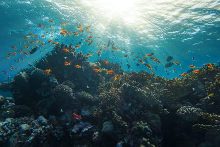 Tiran Island Snorkeling