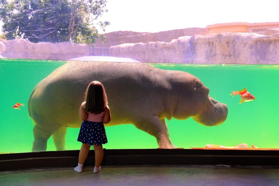 Dubai: Dubai Safari Park Entry Pass