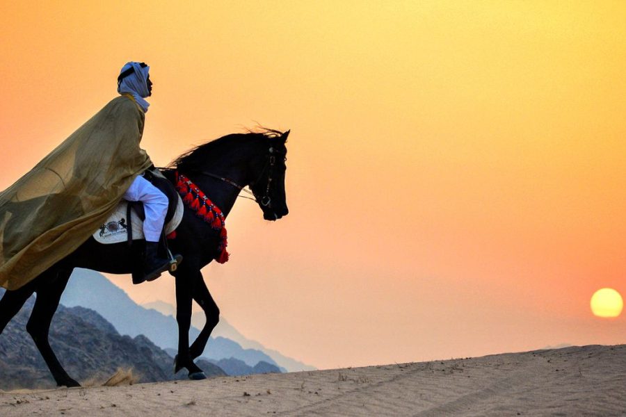 1 hour Horse ride around giza pyramids